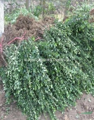大葉扶芳藤各種規格*、扶芳藤苗木