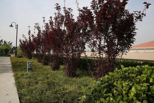 陜建古建園林集團榮獲園林工程獎 銅獎